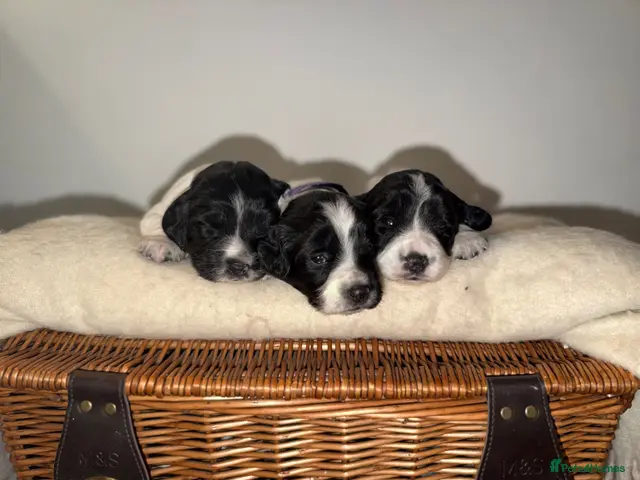 English Springer Spaniel dogs for sale: 3 female Springer spaniel puppies - Advert 1