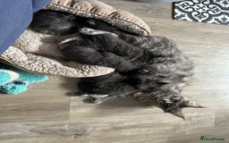 Maine Coon cats for sale: Maine Coon kittens  - Advert 31