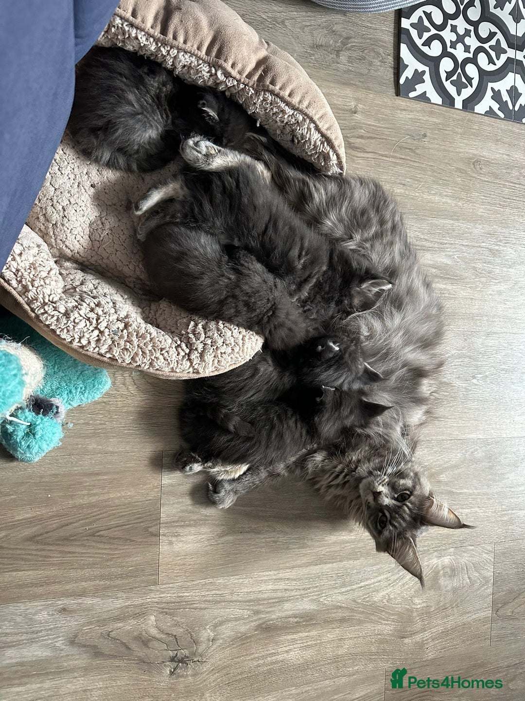 Maine Coon cats for sale: Maine Coon kittens  - Advert 31