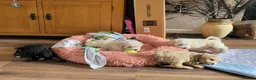 Mixed Breed dogs for sale: Cockerpoo/schnauzer - Advert 16