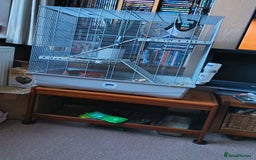 Degus rodents for sale: Degus and cage  - Image 3