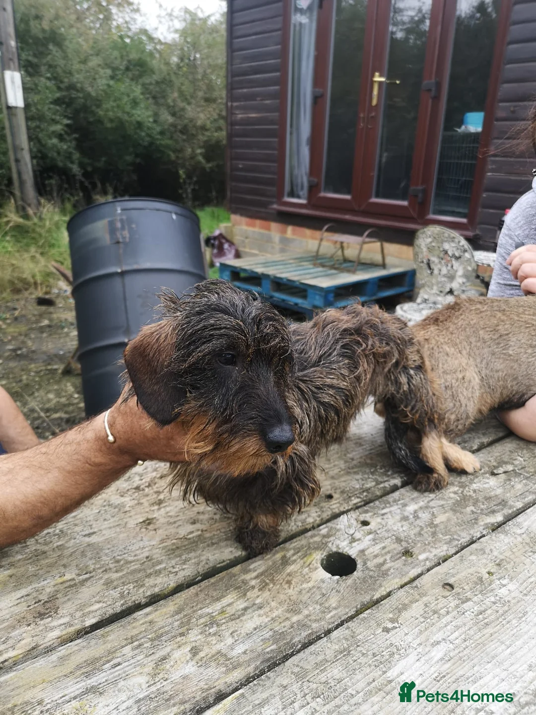 Dachshund dogs for sale: Five miniature Wire Haired Dachshund puppies - Advert 25