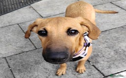 Mixed Breed dogs for adoption: Olive (Hound/Shepherd mix) - Image 2