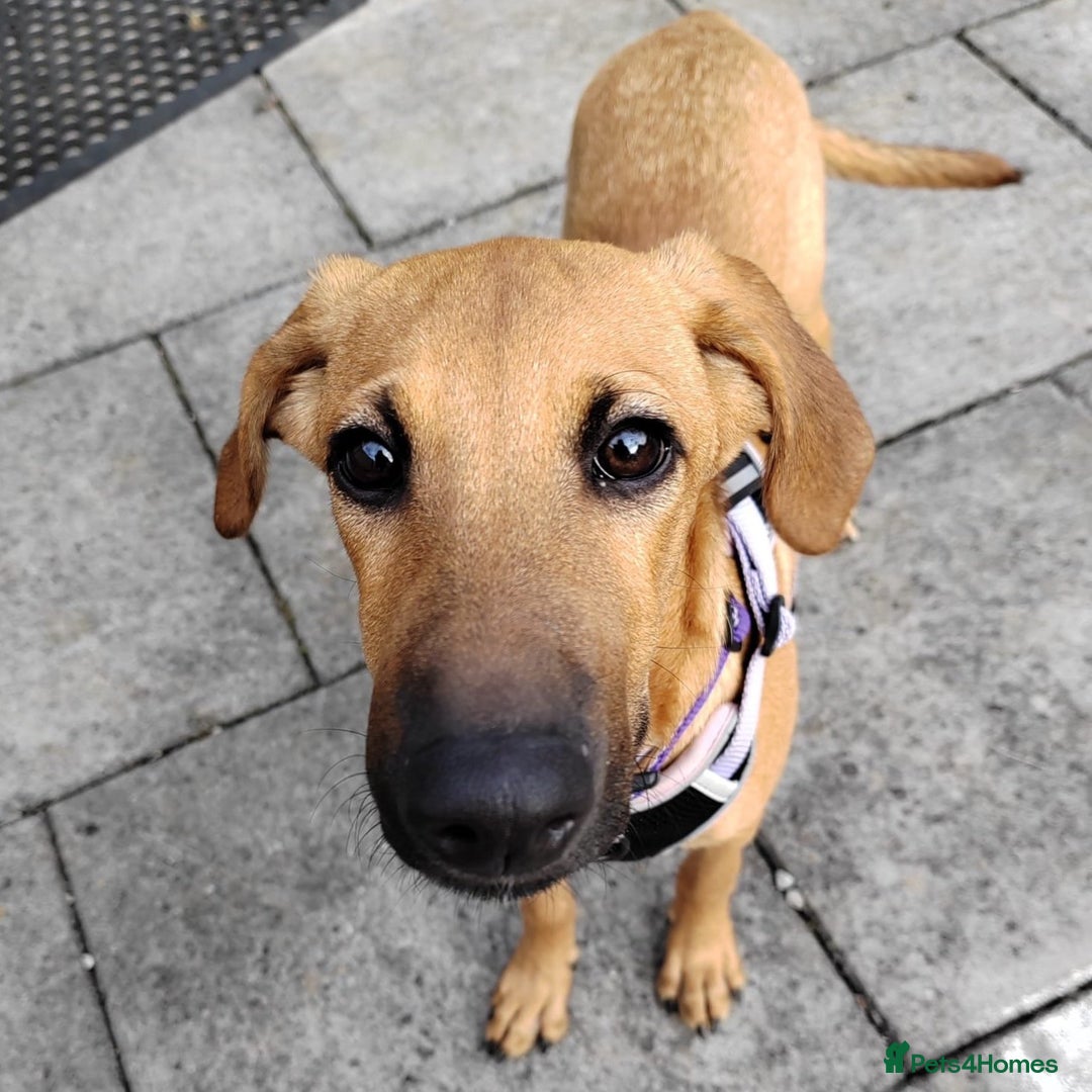 Mixed Breed dogs for adoption: Olive (Hound/Shepherd mix) - Image 2