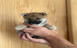 Japanese Shiba Inu dogs for sale: Gorgeous, KC-Registered Shiba Inu Puppies - Image 4