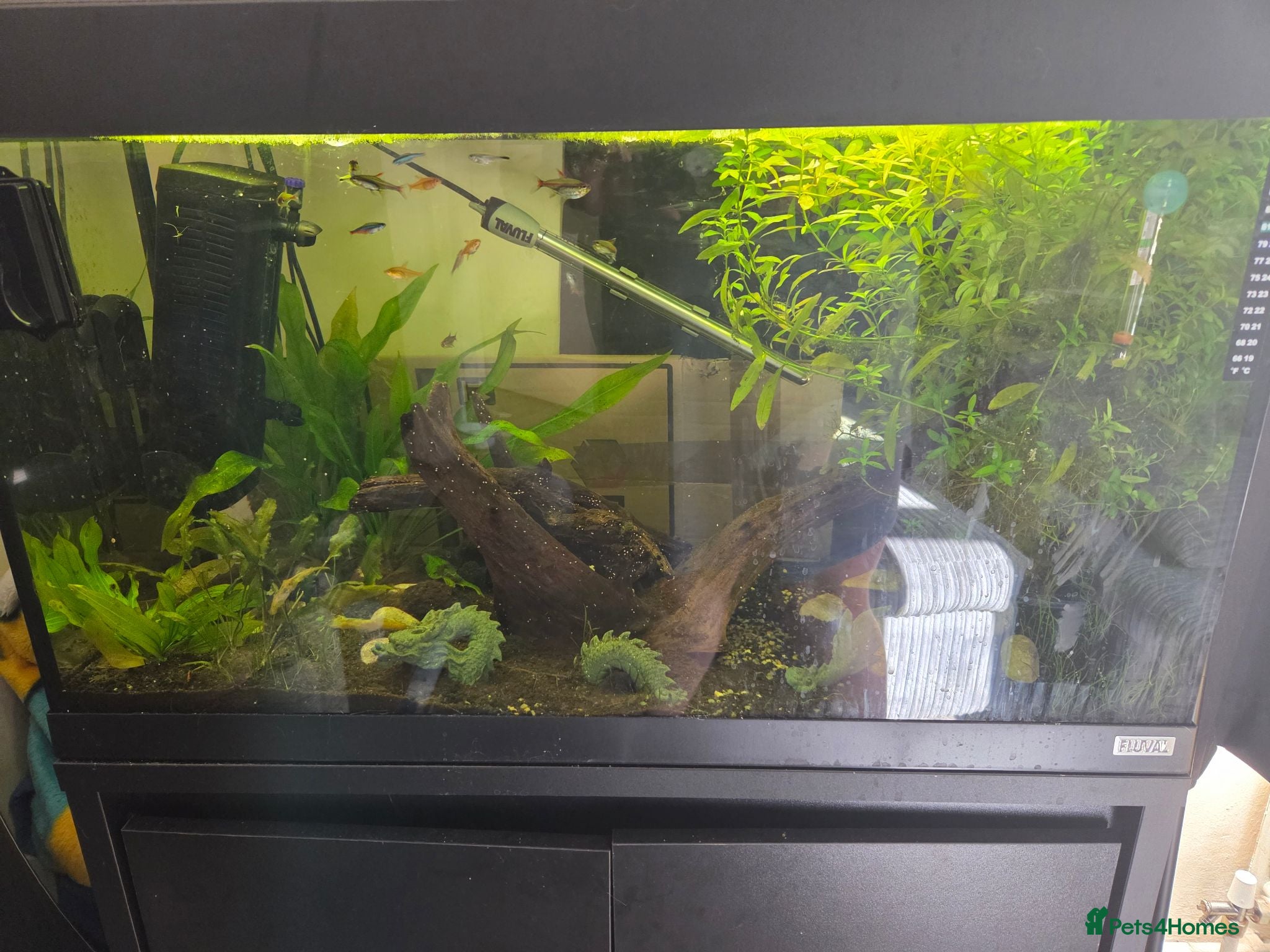Tetras fish Fish, Tank and Stand  - Advert 3