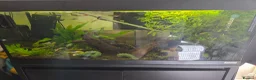 Tetras fish for sale: Fish, Tank and Stand  in Bristol - Advert 1
