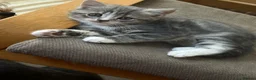 Mixed Breed cats for sale: British short hair/ bengal tabby kittens  - Advert 16