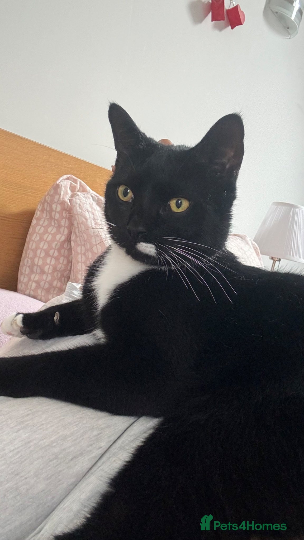 British Shorthair cats Gorgeous affectionate tuxedo  - Advert 6