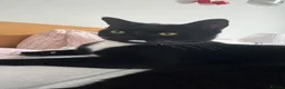 British Shorthair cats for sale: Gorgeous affectionate tuxedo  - Advert 1