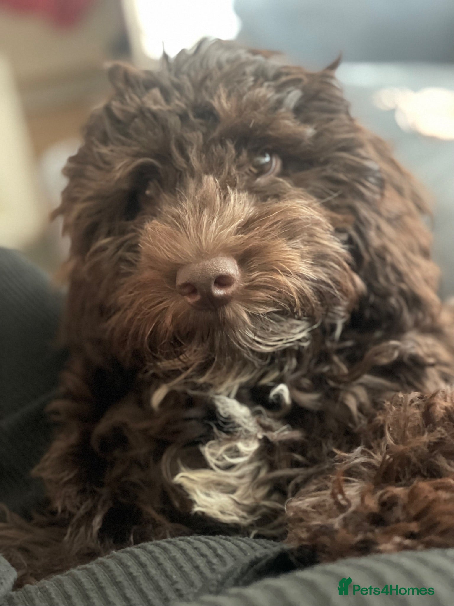 Mini Goldendoodle dogs 5 months goldendoodle - Advert 5