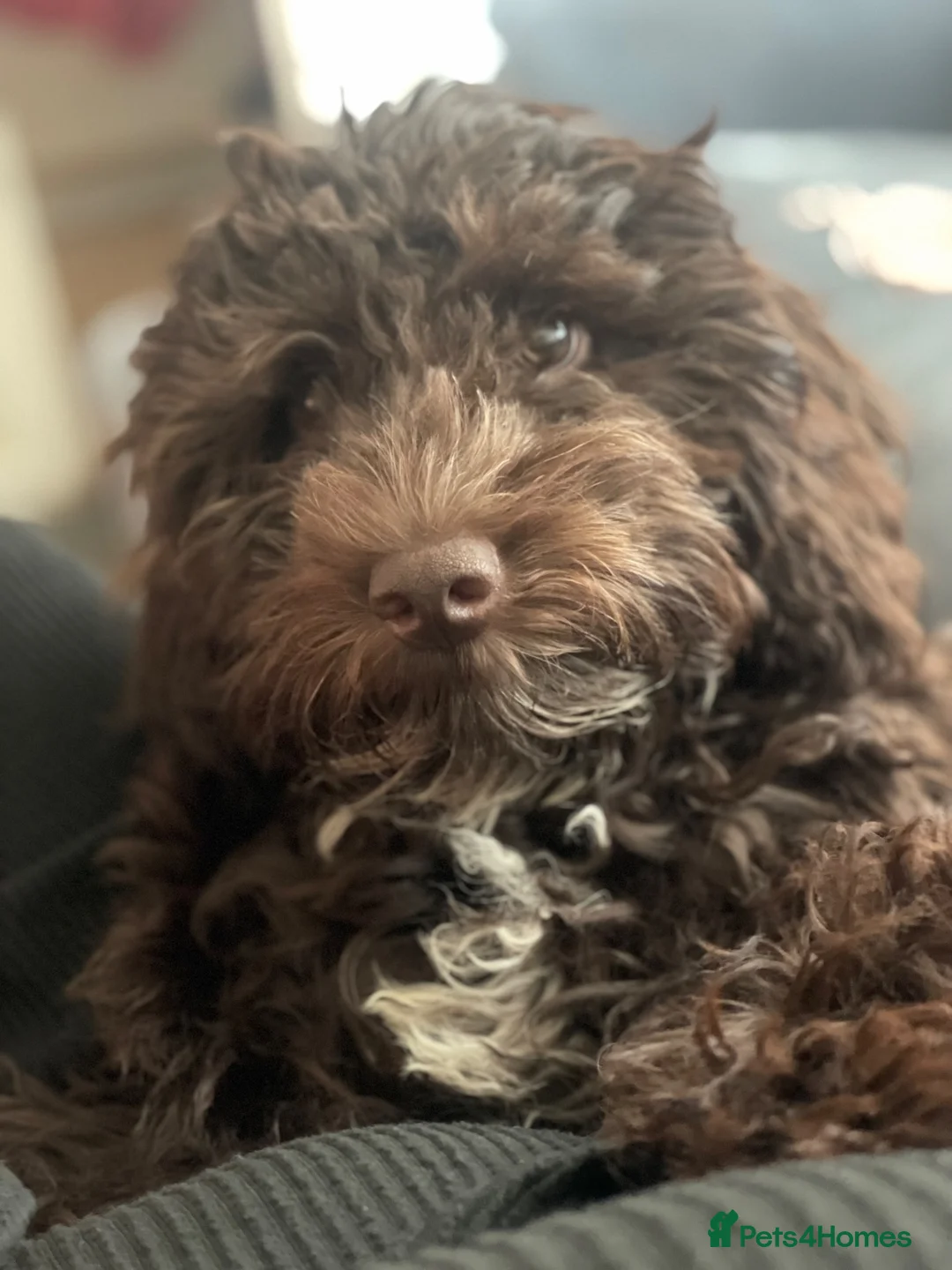 Mini Goldendoodle dogs for sale: 5 months goldendoodle in Oldham - Advert 1