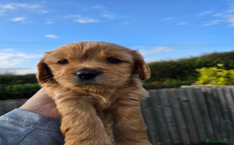 Cavapoo dogs - Advert 8