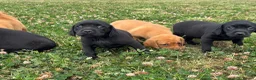 Labrador Retriever dogs for sale: Girls - Fully Health tested parents, Red & golden - Advert 21