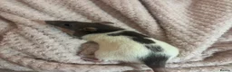 Rat rodents for sale: Two female rats for sale in Newport - Advert 2