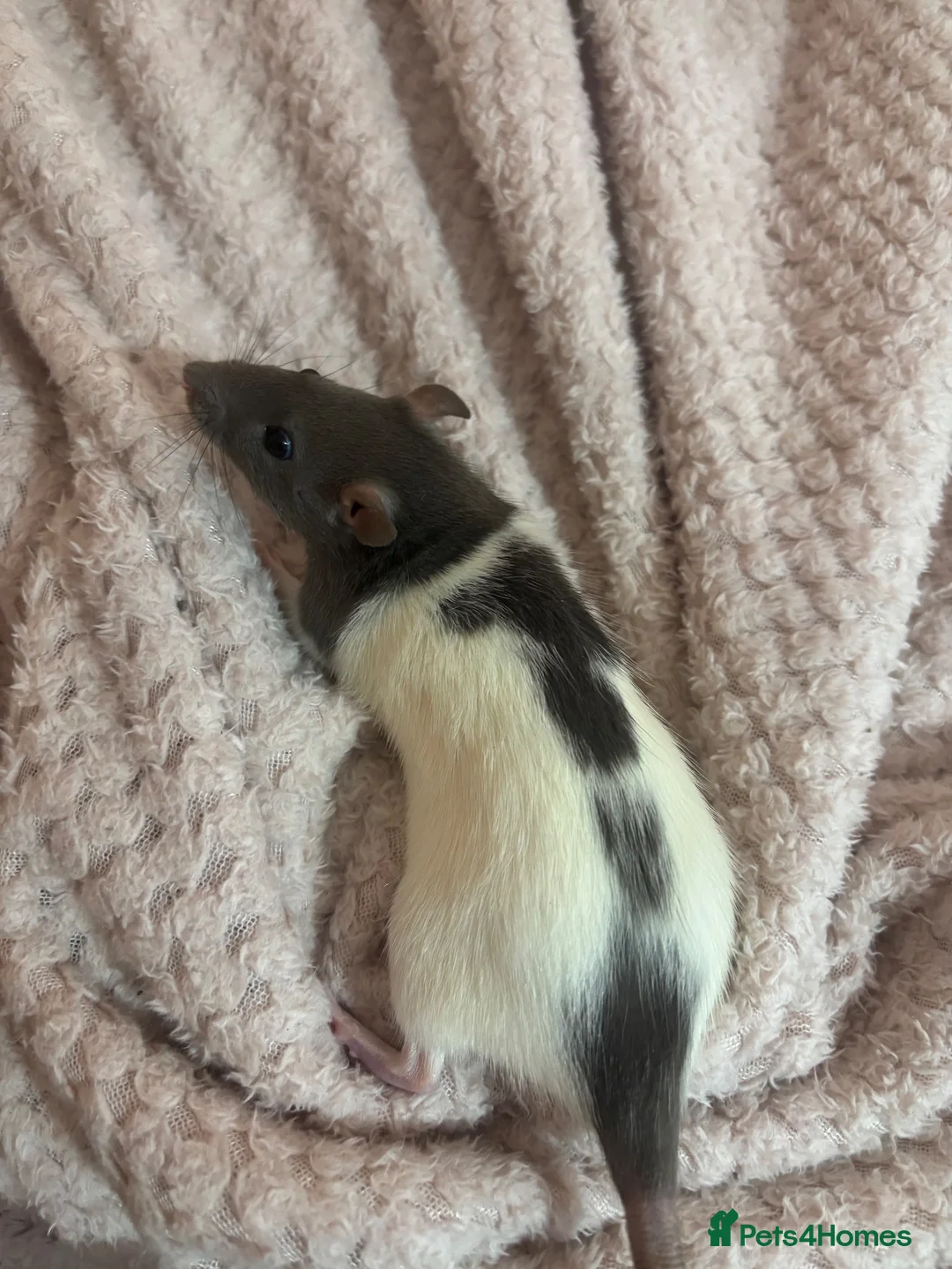 Rat rodents for sale: Two female rats for sale in Newport - Advert 2