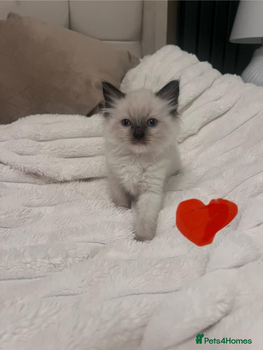 Ragdoll cats for sale: 4 gorgeous Ragdoll kittens for sale - Advert 12