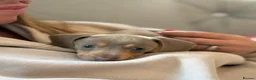 Dachshund dogs for sale: Beautiful Isabella an tan  - Advert 1