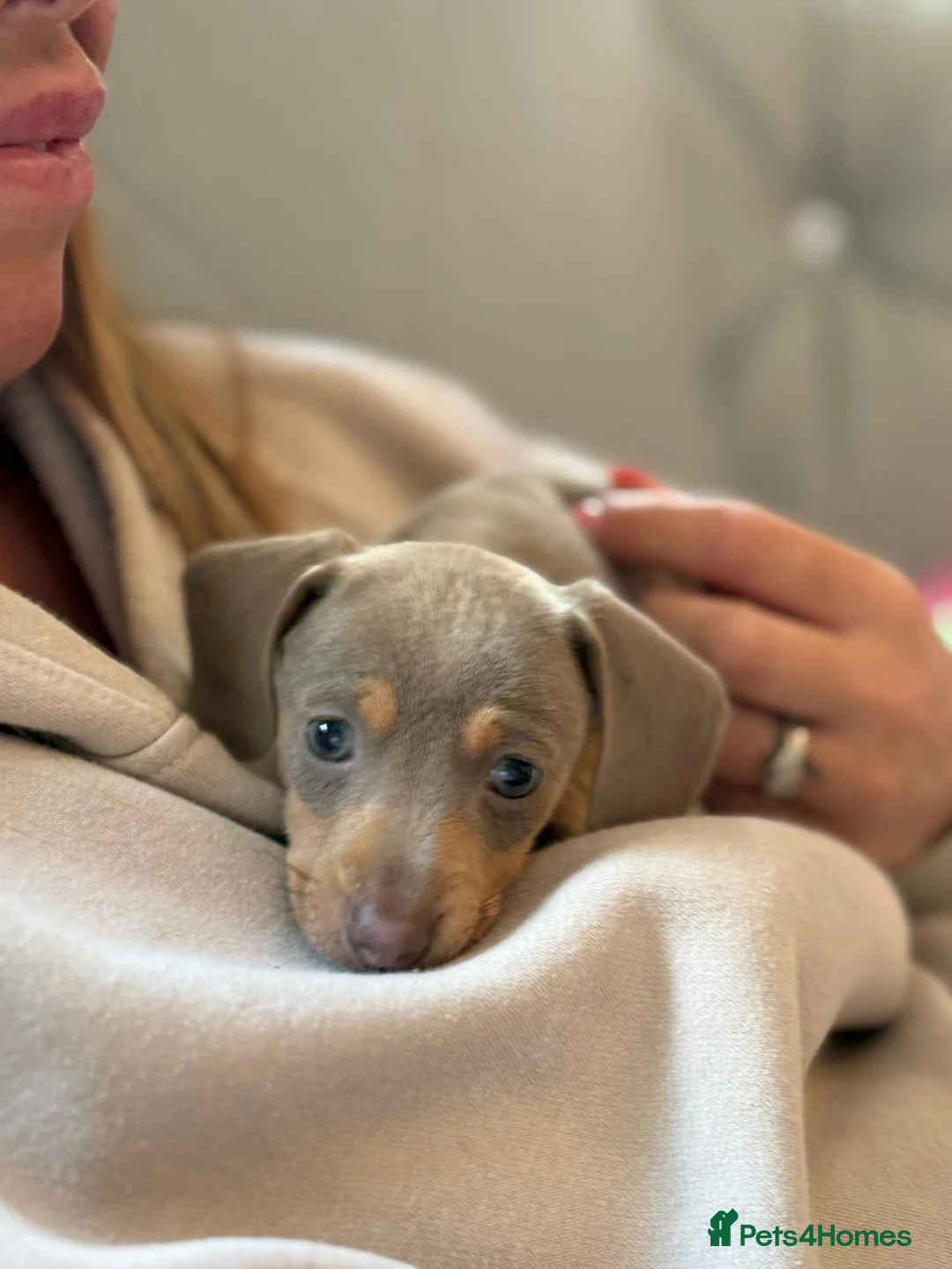 Dachshund dogs for sale: Beautiful Isabella an tan  - Advert 1