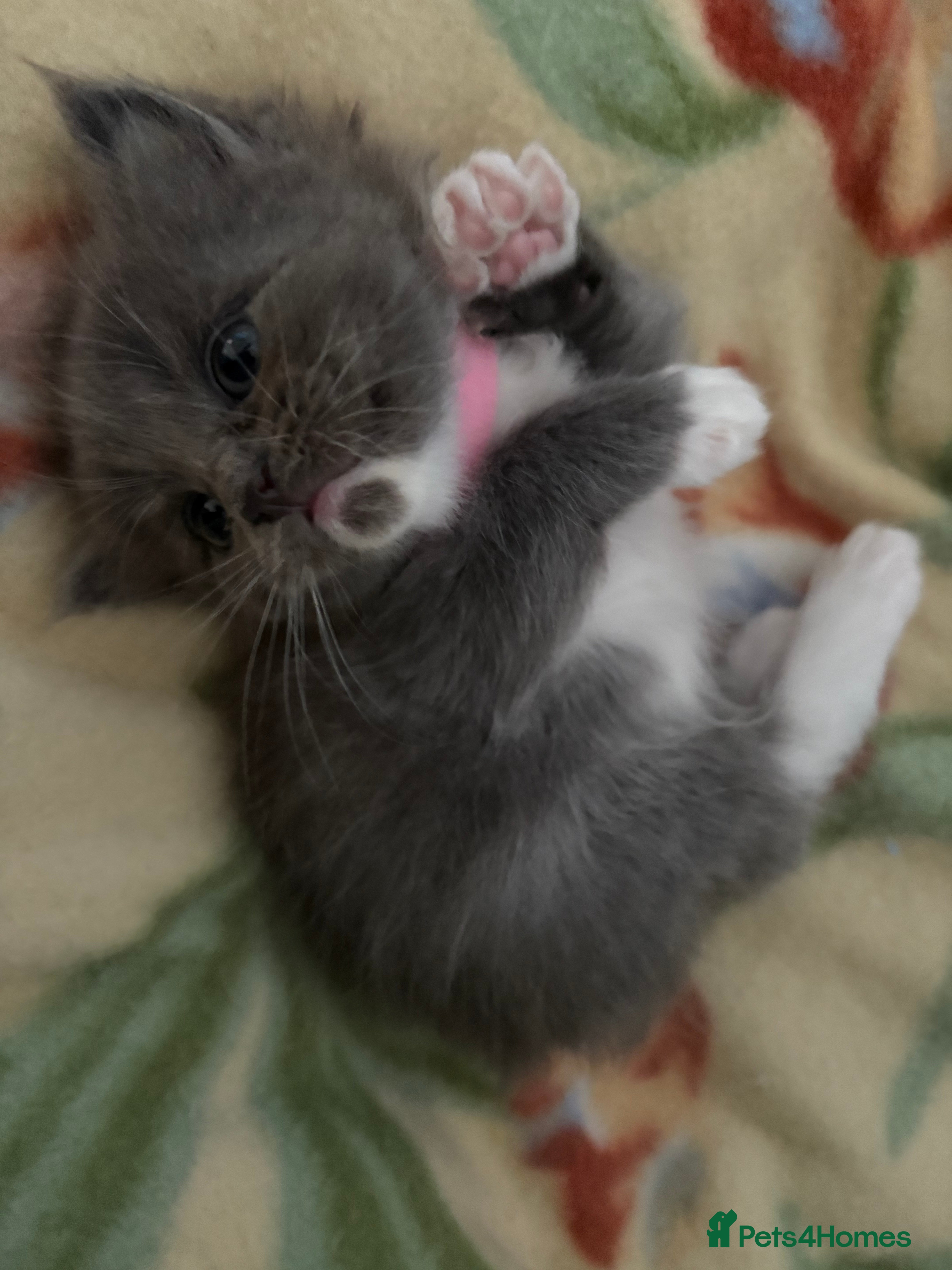 Ragdoll cats Beautiful Ragdoll Kittens **Only One Girl Left!** - Advert 12