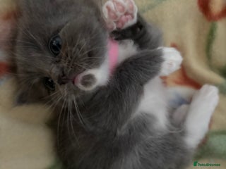 Ragdoll cats Beautiful Ragdoll Kittens **Only One Girl Left!** - Advert 10