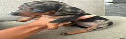 Miniature Dachshund dogs for sale: Stunning Miniature Dachshunds  - Advert 20