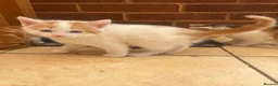 Mixed Breed cats for sale: Male ginger and white kitten - Advert 1