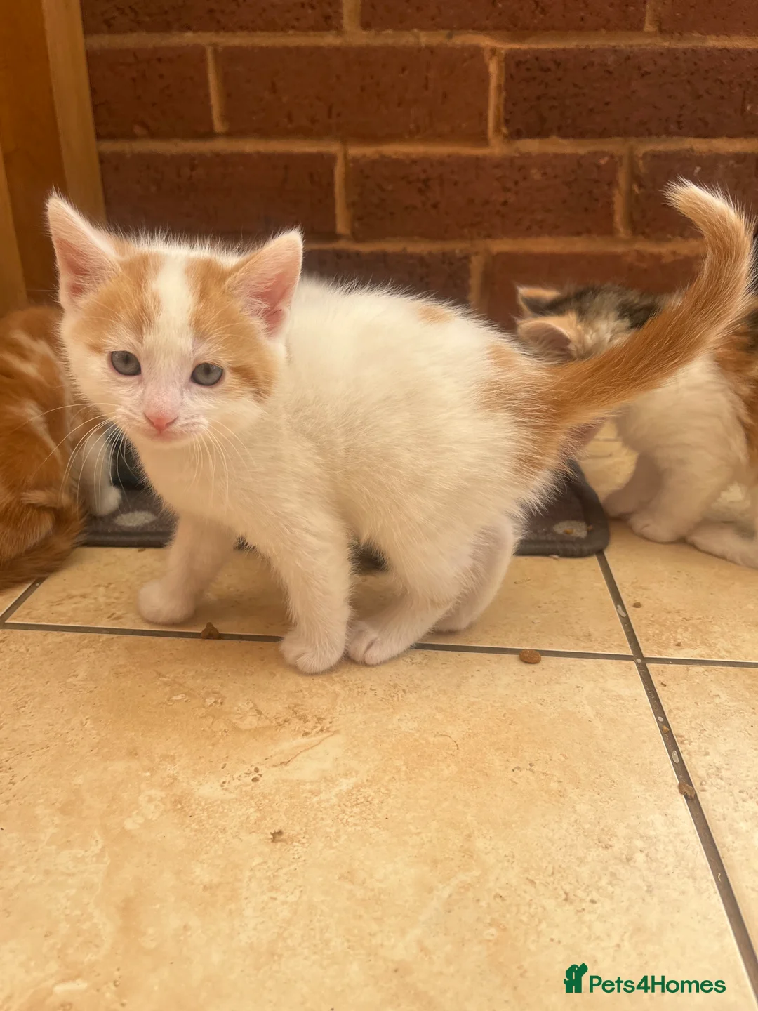 Mixed Breed cats for sale: Male ginger and white kitten - Advert 1