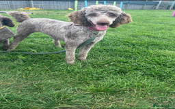 Standard Poodle dogs for sale: Gorgeous Chocolate Standard Poodle Ladies  - Image 9