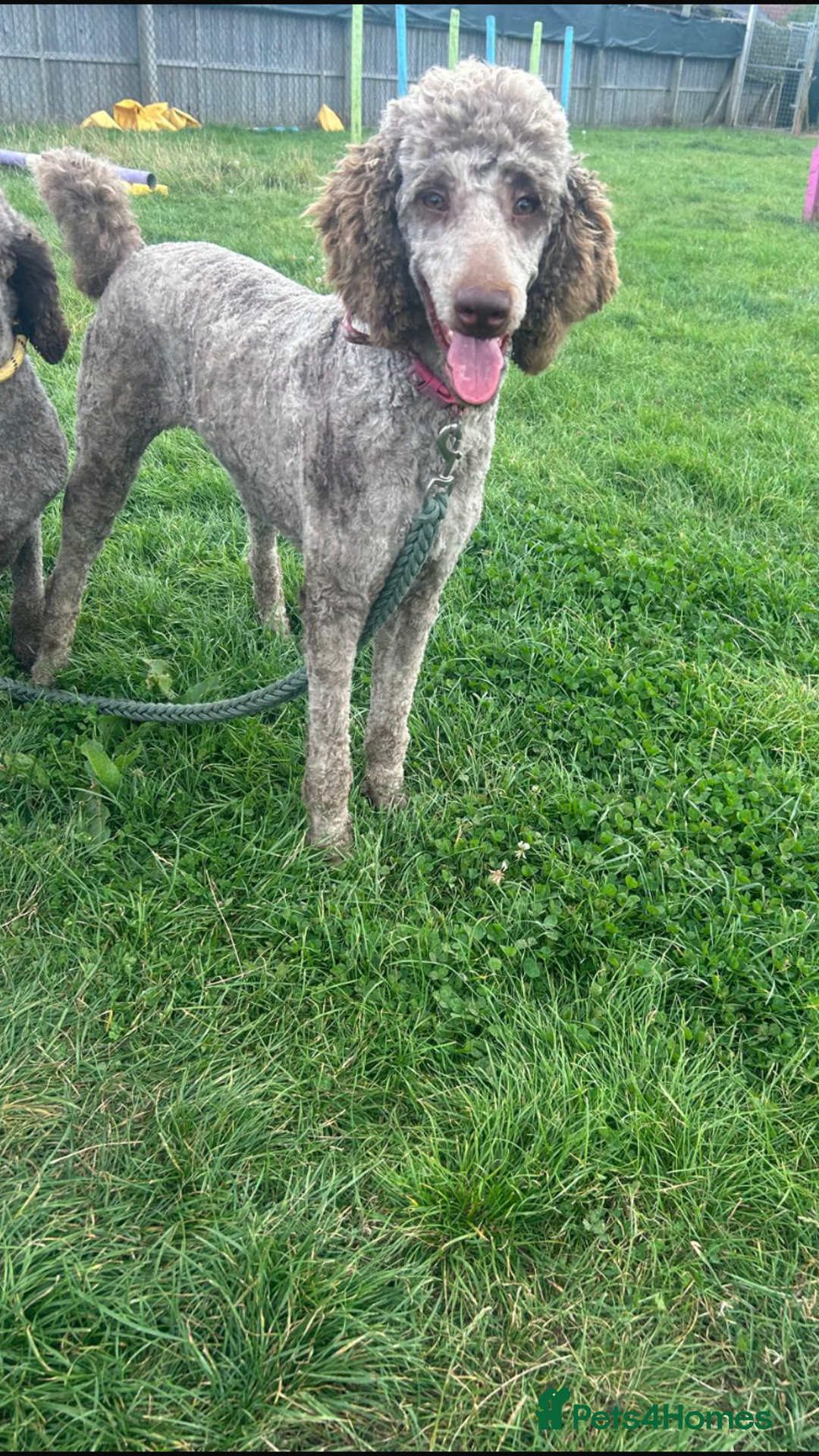 Standard Poodle dogs for sale: Gorgeous Chocolate Standard Poodle Ladies  - Image 9