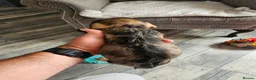 Dachshund dogs for sale: Wirehaired daschund pups - Advert 6