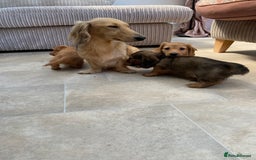 Miniature Dachshund dogs for sale: KC Reg long hair mini dachshunds “Ready now” - Image 20