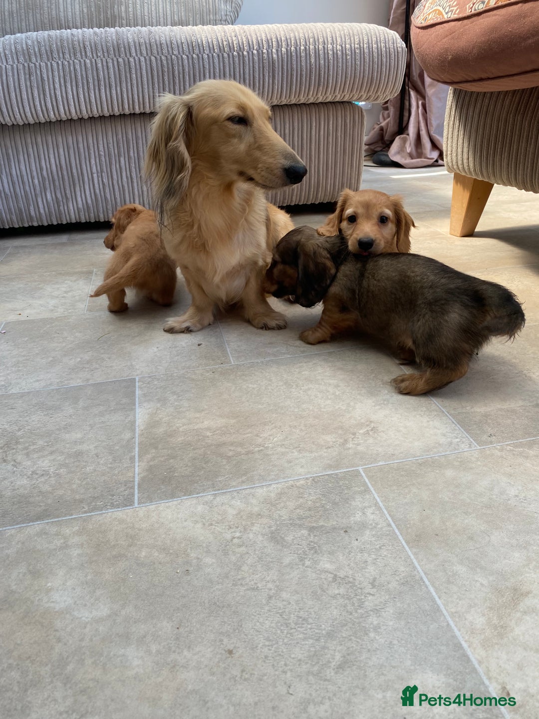Miniature Dachshund dogs for sale: KC Reg long hair mini dachshunds “Ready now” - Image 20