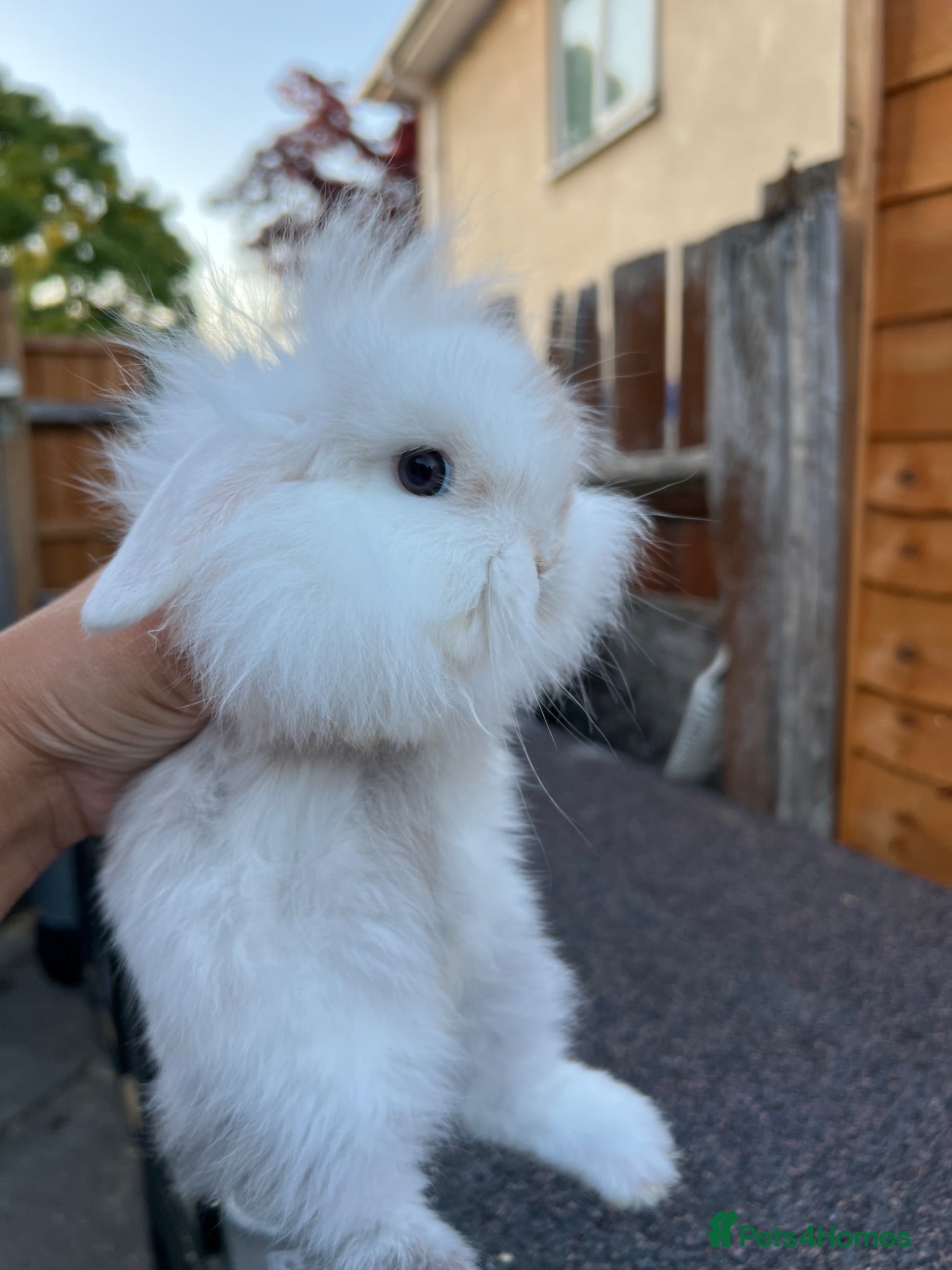 Mini Lion Lop rabbits Stunning Mini LionLops for Sale  - Advert 8