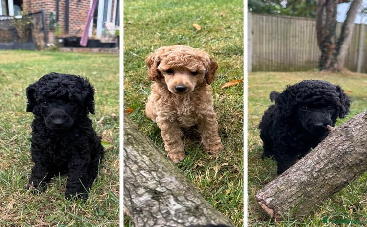 Miniature Poodle dogs - Advert 12