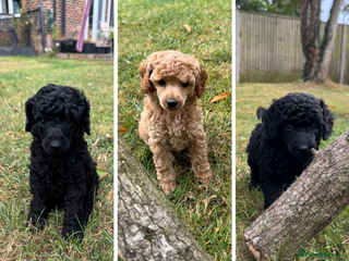 Miniature Poodle dogs - Advert 20
