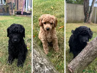 Miniature Poodle dogs ALL NOW HOMED DNA Health tested.Min.KC Poodle Pups - Advert 18