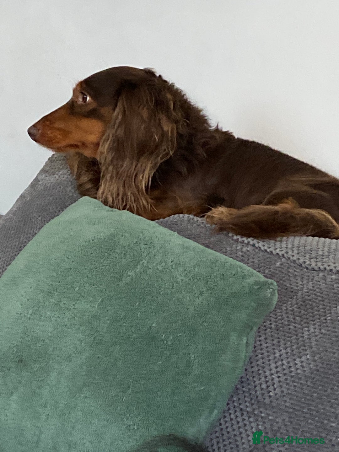 Miniature Dachshund dogs for sale: KC reg male & female needs new homes  - Advert 6