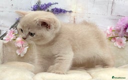 British Shorthair cats for sale: Stunning British Kittens - Image 6