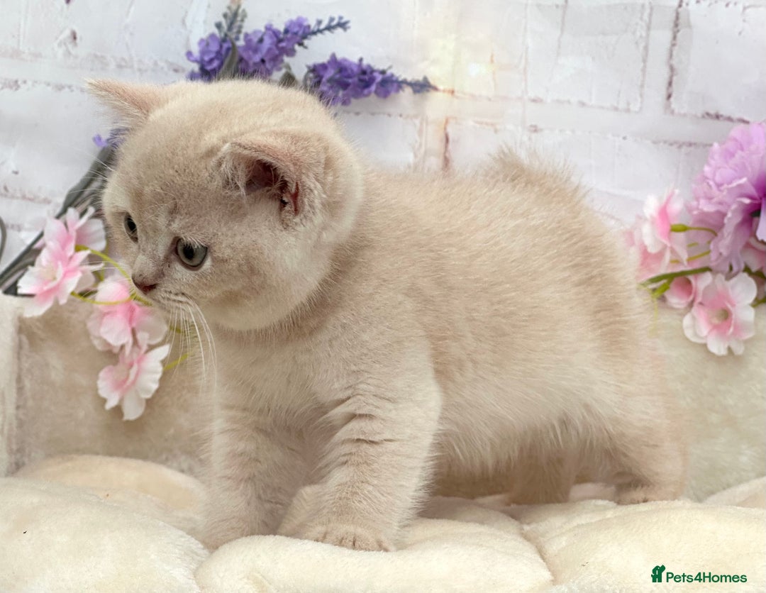British Shorthair cats for sale: Stunning British Kittens - Image 6