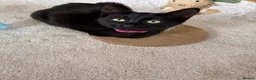 Mixed Breed cats for sale: Last remaining female kitten - Advert 1