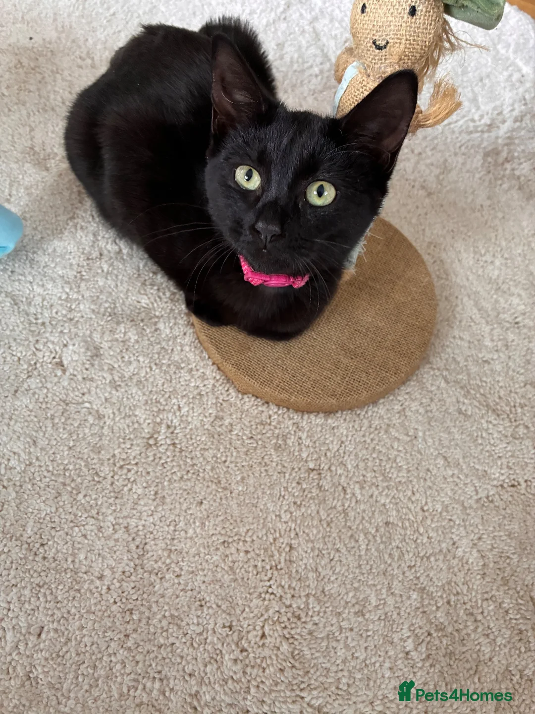 Mixed Breed cats for sale: Last remaining female kitten - Advert 1