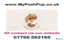 Goldendoodle dogs for sale: Goldendoodle pups via POLICE dog behaviourist  - Image 4