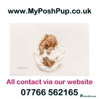 Goldendoodle dogs - Advert 1