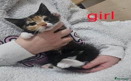 Mixed Breed cats for sale: Beautiful 10 week old kittens  - Advert 3