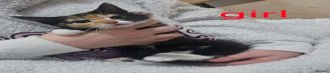 Mixed Breed Kitten 3