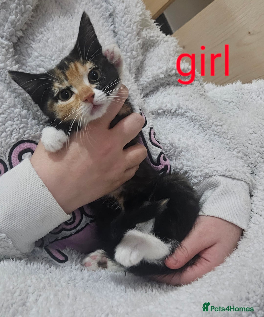 Mixed Breed cats for sale: Beautiful 10 week old kittens  - Advert 3