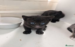 Mixed Breed cats for sale: 7 Adorable Tabby, Black, and Tortishell Kittens. - Image 5
