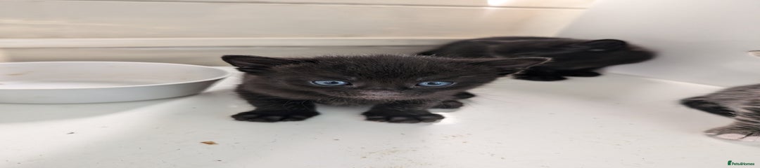 Mixed Breed Kitten 5