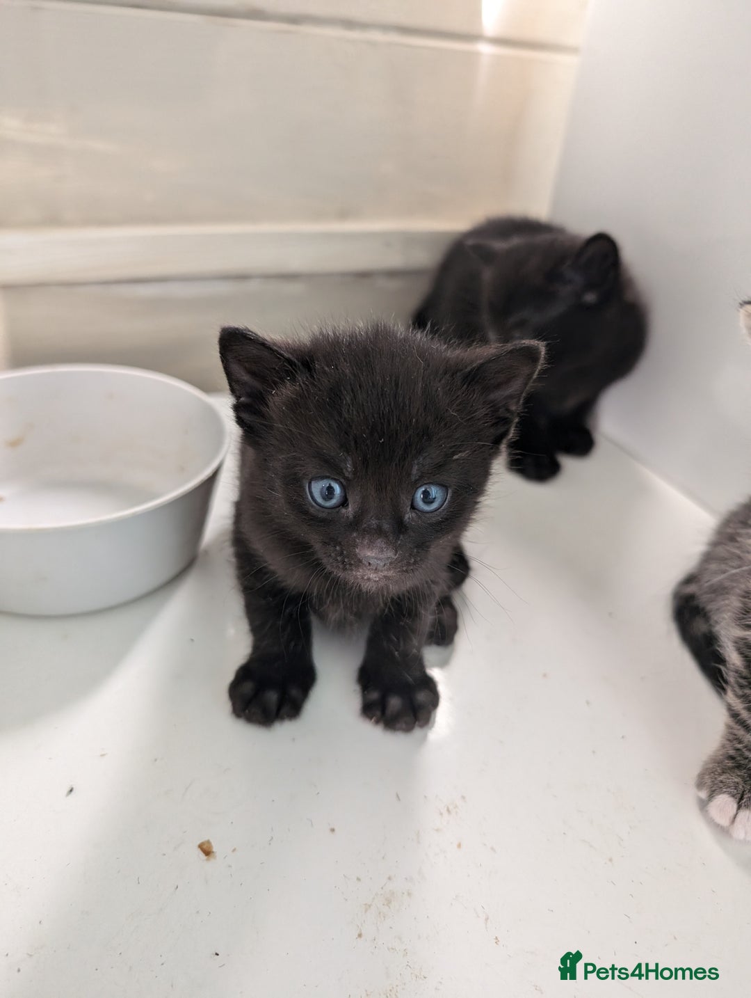 Mixed Breed cats for sale: 7 Adorable Tabby, Black, and Tortishell Kittens. - Image 5